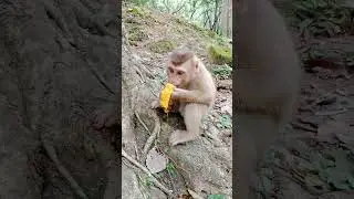 wow so cute baby monkey #baby #babyanimal #babymonky #animals #funny