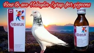 VIDAYLIN Syrup kay fayday(urdu/hindi)#majidpigeoncare #sialkoti #sialkotikabootar #viral #pigeon