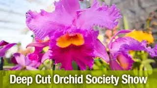 Deep Cut Orchid Society Show (02-03-2023)