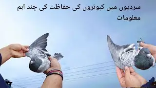 Winter Care for Pigeons Mughal pigeon club 