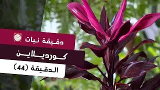 دقيقة نبات |٤٤| الكورديلاين Cordyline | care tips