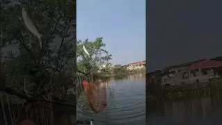 Catching milkfish by the pond #shorts #fishing #shortvideo #fishingadventures #fishhunting