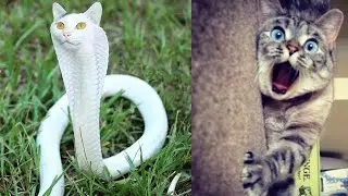 🐱 Funny Cat Reaction Videos - Try Not To Laugh| Super Cats Reaction