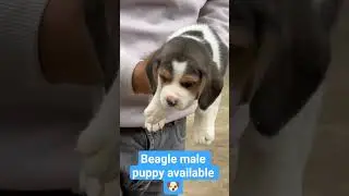 #shorts #funny #puppy #beagle 🐶🐶