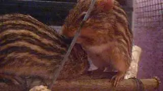 Striped Grass Mouse Grooming