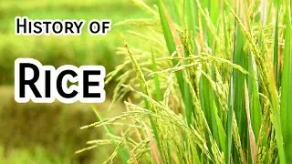 History of Rice Farming