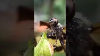 Macro Lens magic 🧐