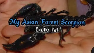 My Asian Forest Scorpion | Exotic Pet @Asianpastimeusa 