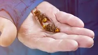 Invasive &lsquo;murder hornets&rsquo; are wiped out in the US