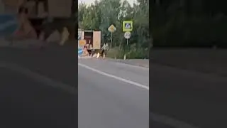 Шашлыки на трассе, что может быть лучше? #shorts#fire#grill#barbecue#man