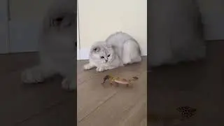 Soft paws, strong curiosity🐆🦎 #cat #cute #catbarsiq #catlife #kitten #cutecat #lizard
