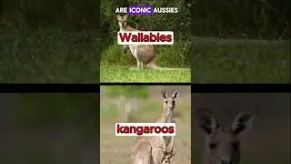 Kangaroos vs  Wallabies: What&rsquo;s the Difference?