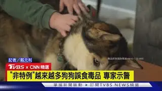 【CNN精選】誤食「沾古柯鹼」餐巾紙 倒楣哈士奇險喪命｜TVBS新聞 @TVBSNEWS02
