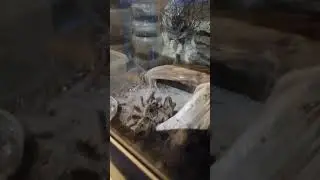 Паук ест жука #spider #bug #animals #feeding #terrarium #насекомые #interesting #dangerous #shorts