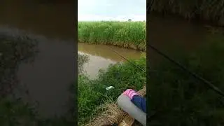 Angler cantik