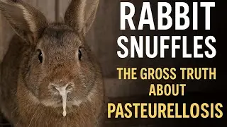 Rabbit Snuffles - The Gross Truth About Pasteurellosis on the Farm