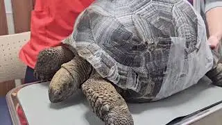 アルダブラゾウガメ