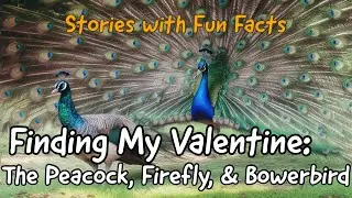 📚 Finding My Valentine: The Peacock, Firefly, & Bowerbird 📚 Fun Facts｜Story time｜Bedtime Story