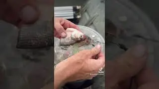 Как оснастить снасть для ловли аллигаторной щуки по принципу &laquo;поймай и отпусти&raquo; 🦖