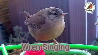 Wren Singing Relaxing Birdsong for Nature Lovers & Cats @BackyardBirdsofYorkshire