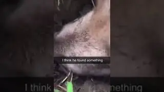 I think he found something dog sniff ground