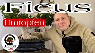 Ficus Bonsai Umtopfen nach 17 Jahren , Bonsai 6/23
