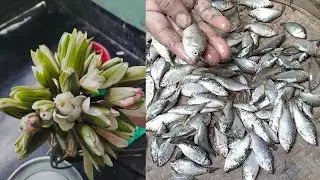 এ বছরের প্রথম শাপলা। সাথে পুটি মাছ। 