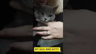 The Most Adorable Adventures of Kitty & Guli