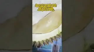 Buah Berduri yang Penuh Manfaat & Motivasi#BuahDurian #DurioZibethinus #ManfaatDurian#MotivasiHidup