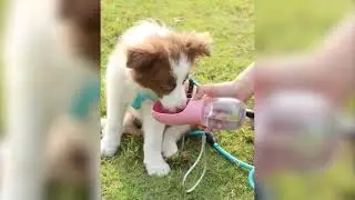 The #1 Portable Water Bottle for Pets