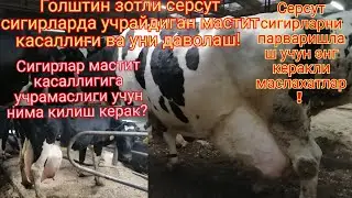 мастит касаллиги, уни келиб чикиши ва касалликни даволаш сирлари! касаллик таркалмаслиги учун.... 😱
