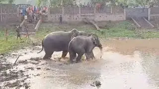Elephants Enjoying In The Water #animals #africa