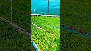 #mirchi plants in nursery #mirchi