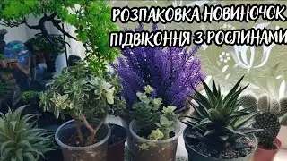 Розпаковка НОВИНОЧОК🌵Підвіконня з рослинами🪴🌵#кімнатнірослини #plants #українськийютуб #flowers