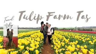 Table Cape Tulip Farm || Tasmania Vlog