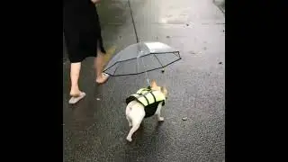 Transparent Dog Umbrella