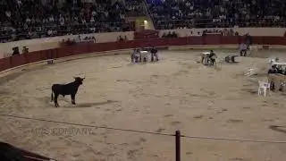 Bull fight - One Man Stand With Attacking Bull - Bison Attack In Ground
