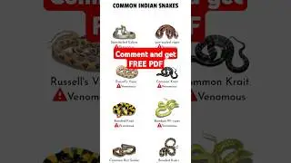 COMMON SNAKES OF INDIA #snake #bandedkrait #commonkrait #snakesofindia #nonvenomoussnake #venomous