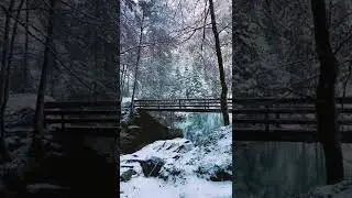 🔴Magic Winter Forest. Switzerland #shorts #switzerland #relaxing #alps #fabulous #forest #magic