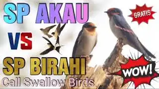 Suara Pikat Walet Akau VS SP Birahi Viral 2022