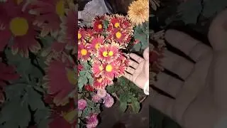 Chandramallika Plant Leaf Problems Explained