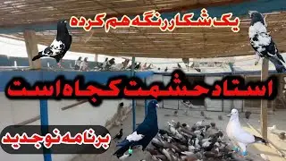 استاد حشمت کجاه است برنامه تازه و جدید ویک شکار رنگه هم کرده ببيند او لذت ببرید 