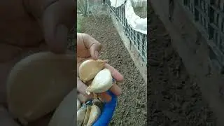 how to grow G1 garlic at home #g1garlic #reels #farming #kitchengarden #fyp #hobby