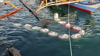 # Philippines MAHAL ANG TAMBAN NGAYON SA BULAN FISHPORT DAHIL MAHINA ANG HULI 1050 PER TUBS
