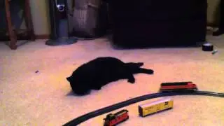 Cat vs. Model Train