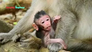 Wow, What's Newborn JinX Reacting & Talking About? Newly Baby JinX Is So Beautiful & Charming Girl.