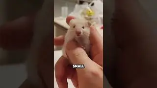 Cute and greedy Syrian hamster#an#funny #syrianhamster