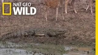 Crocodile Hunt Fail | Night Stalkers