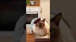 Burmese Cat Opens Official Loaf Bakery