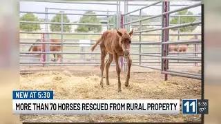 More than 70 horses rescued from rural Colorado property